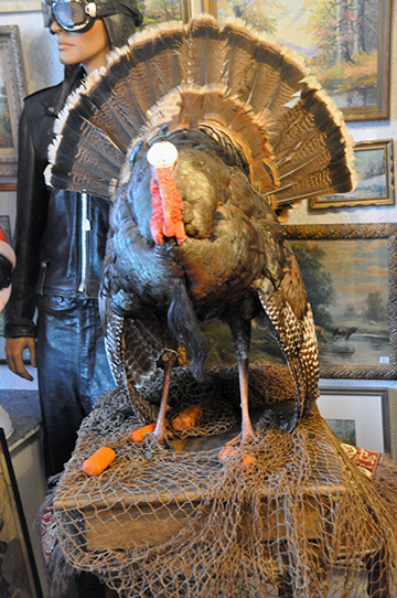 Antique Taxidermy